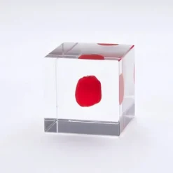 MIYA Company Sola Cube Huayruro Seed